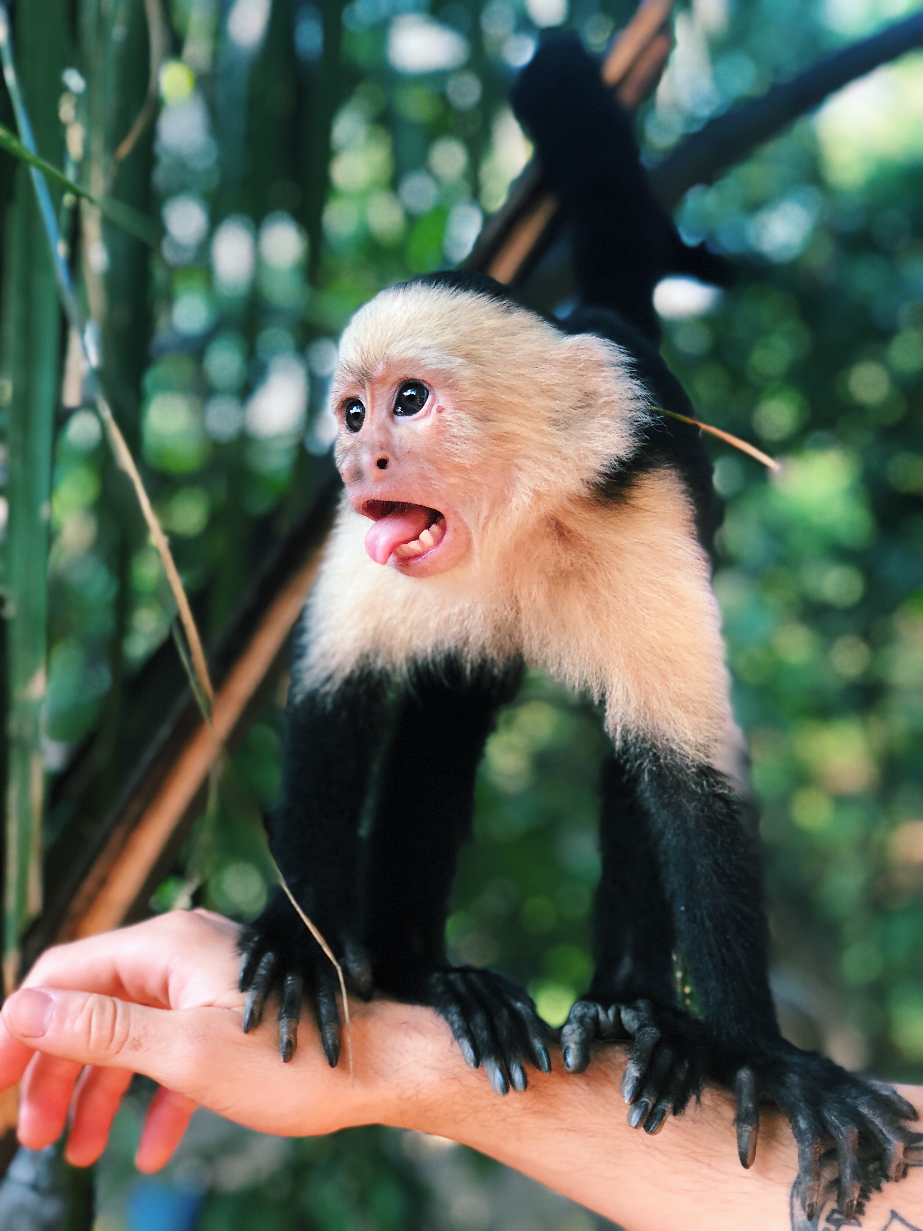 black and white monkey with mouth open, chattering, standing on someone's outstretched arm