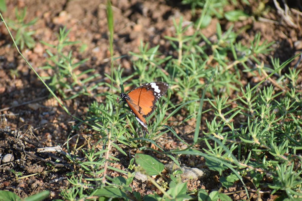 Latent Lollygagger: Cocooning