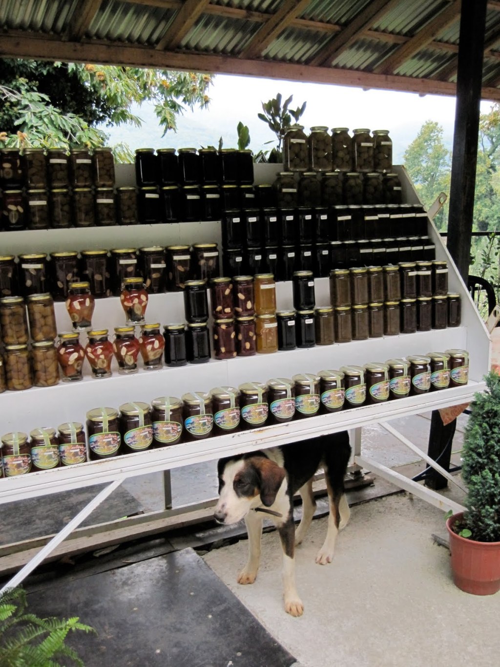 Latent Lollygagger: Bottle&nbsp;Collection